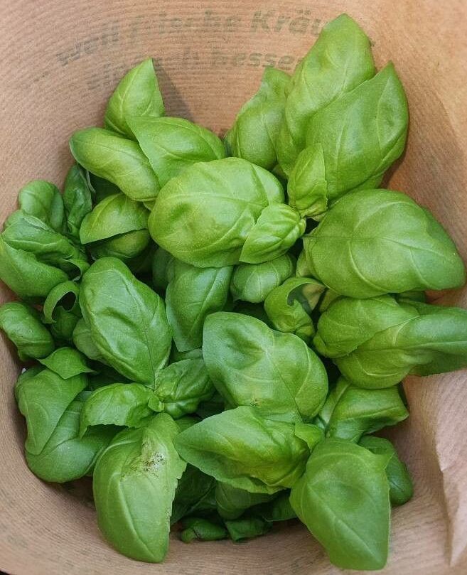 basilicum basil