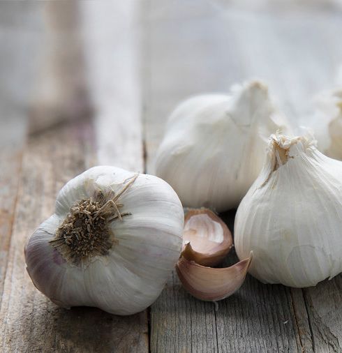 knoflook garlic