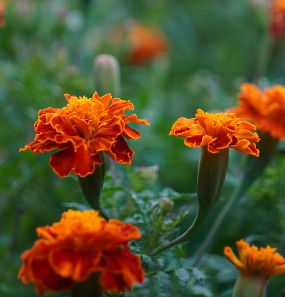 goudsbloem marigold