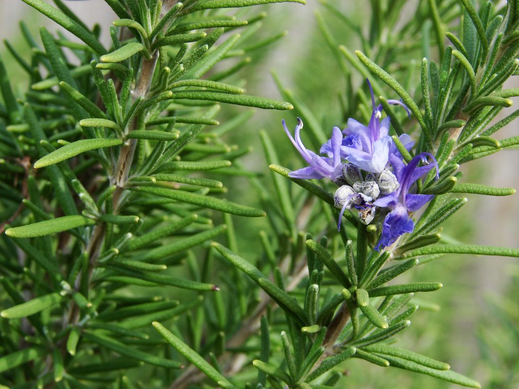 rozemarijn rosemary